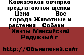 Кавказская овчарка -предлагаются щенки › Цена ­ 20 000 - Все города Животные и растения » Собаки   . Ханты-Мансийский,Радужный г.